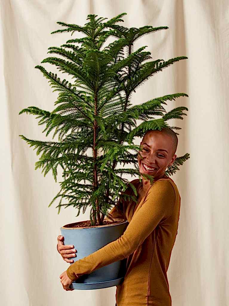 Woman holding extra-large Bloomscape Norfolk Pine potted in Slate Ecopot